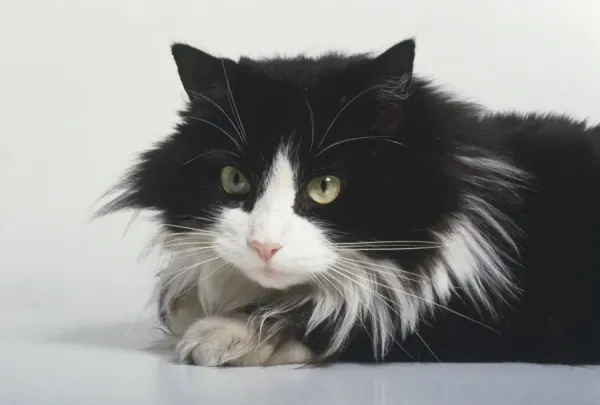 Black and White Cat Print Art Prints, Posters Puzzles - Main Image