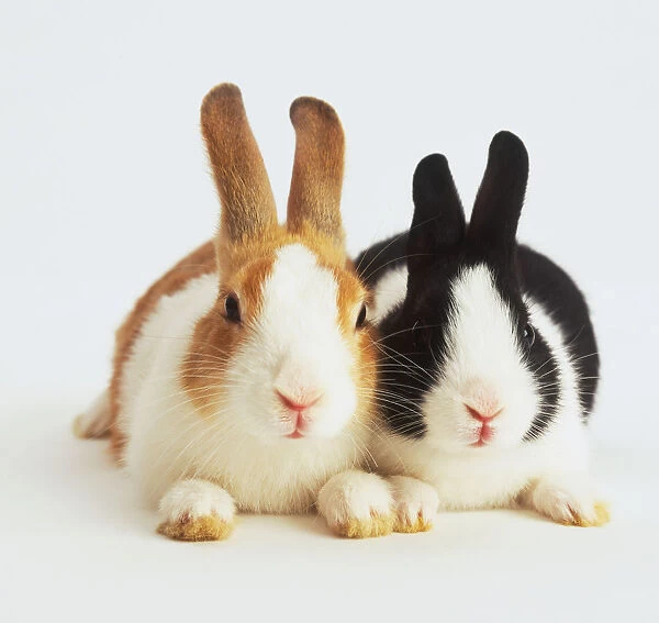 Black and white rabbit beside a brown and white rabbit, sitting next to each other