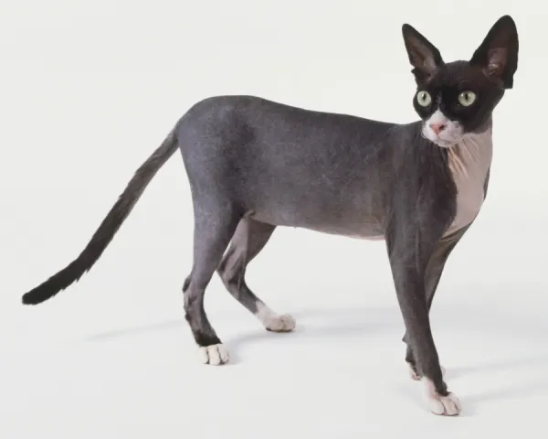 cute black sphynx cat