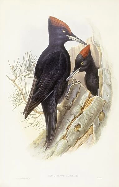 Black woodpecker (Dryocopus martius), Engraving by John Gould