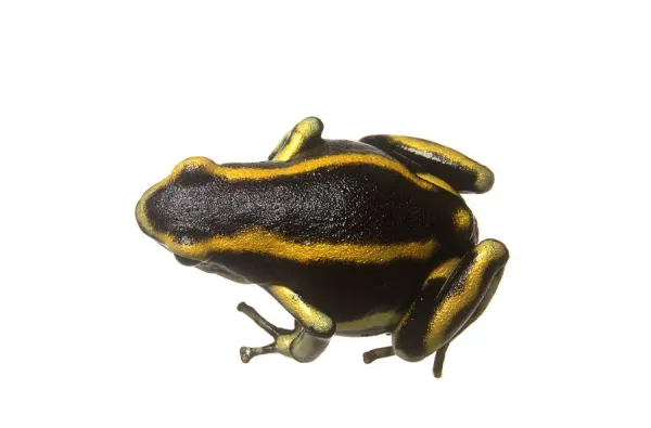 A Black And Yellow Striped Poison Arrow Frog Dendrobatidae View