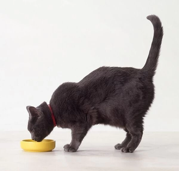 Blue Burmese cat feeding from yellow bowl