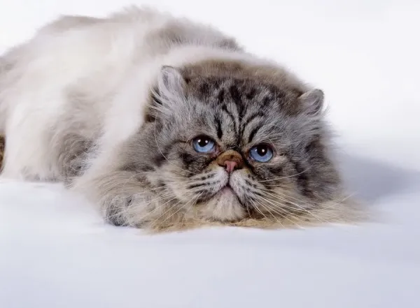 Blue Eyed Longhair Cat Lying Down Front View Print