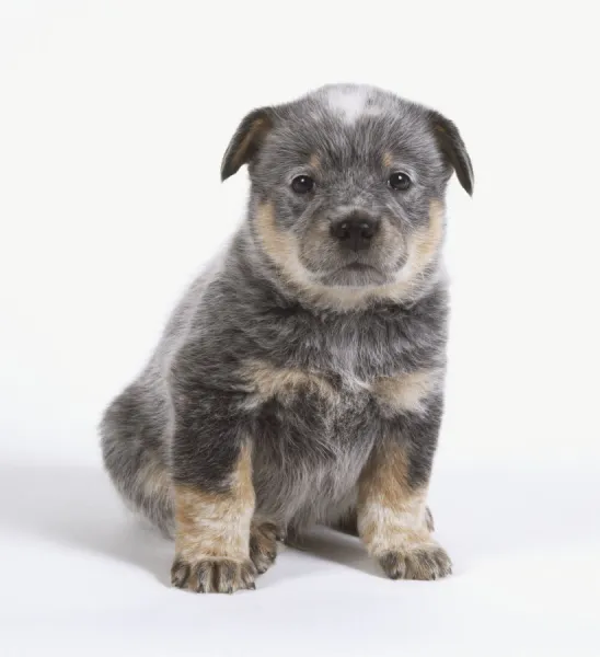 Blue Heeler puppy, showing a brown, white and grey marbled coat, sitting down, front view