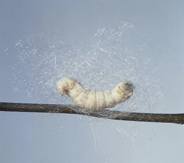 Bombyx mori (Silkworm), a silk worm spinning its cocoon