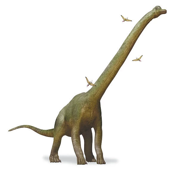 Brachiosaurus, arm lizard, side view