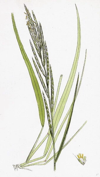 Brachypodium pinnatum, Barren False-Brome-grass