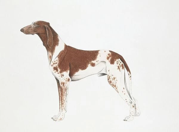Braque Dupuy Dog, illustration