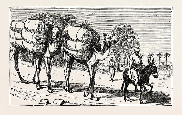 Bringing Cotton down to the Boats, Egypt, 1873 Engraving