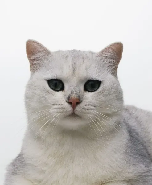 British Tipped Shorthair Cat Print (Front Art Prints