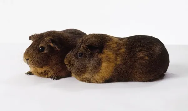 Animal Do Guinea Pigs Like The Dark Brown Agouti Guinea Pigs Print