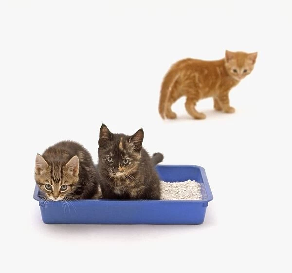 Two brown kittens sitting in a litter tray, ginger kitten in background looking on, close-up
