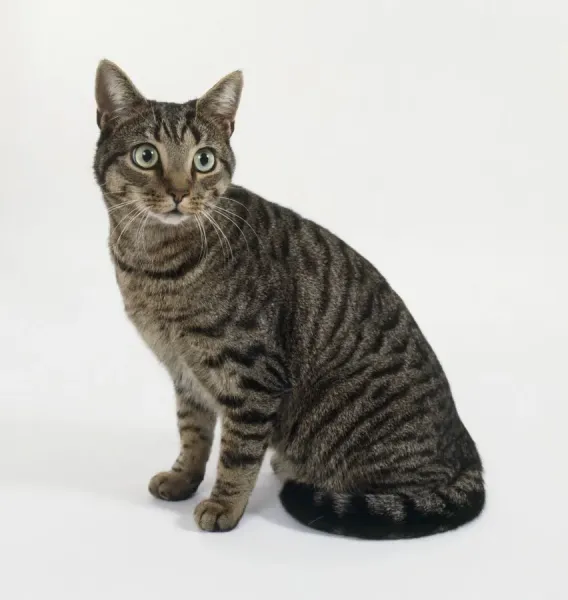 Brown mackerel tabby cat, sitting available as Framed Prints, Photos
