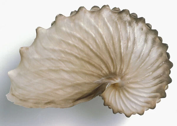 Brown Paper Nautilus (Argonauta hians) grey and brown shell, close-up