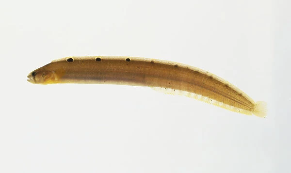 Butter Fish (Pholis gunnellus), an elongated brown fish, side view