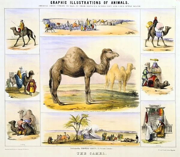 The Camel: used for transport: milk: meat: cloth. Hand-coloured lithograph by Waterhouse Hawkins