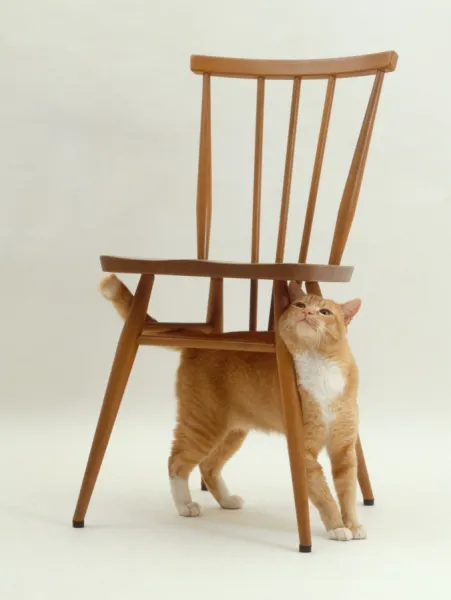 Cat on the clearance chair
