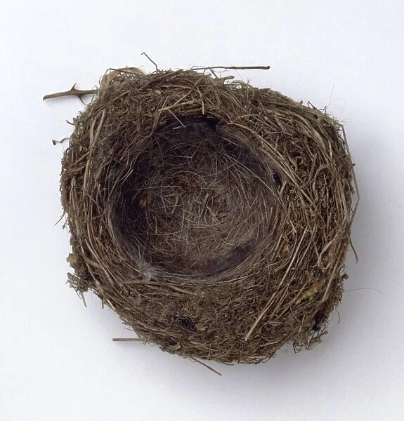 Chaffinchs nest
