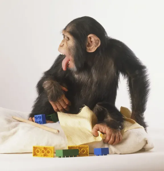 Prints of Chimpanzee (Pan troglodytes) sticking its tongue out, toys at its  foot, looking sideways