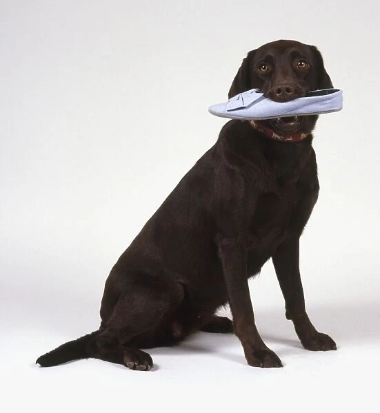Chocolate Labrador with womans shoe in mouth