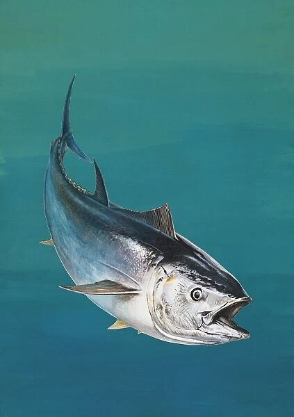 Close-up of an Atlantic bluefin tuna (Thunnus thynnus)