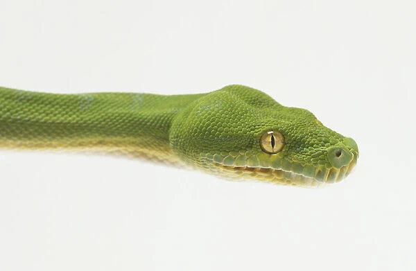 Close-up of the head of a Green Tree Python, showing the bulges which conceal powerful jaw muscles, and large, green eyes with vertical pupils which identify the snake as a nocturnal hunter