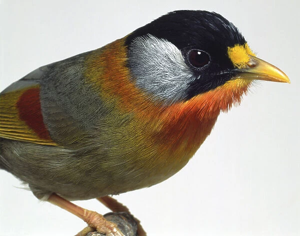 Close-up head profile of a Silver-Eared Mesia showing the mixed colours of the plumage feathers and the blunt bill beak for eating fruit and insects