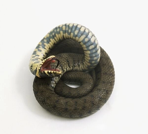 Coiled Grass Snake playing dead by lying upside down with its mouth open and tongue hanging out