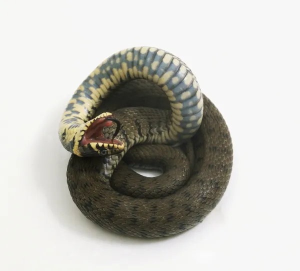 Stock photo of Grass snake (Natrix natrix) juvenile playing dead