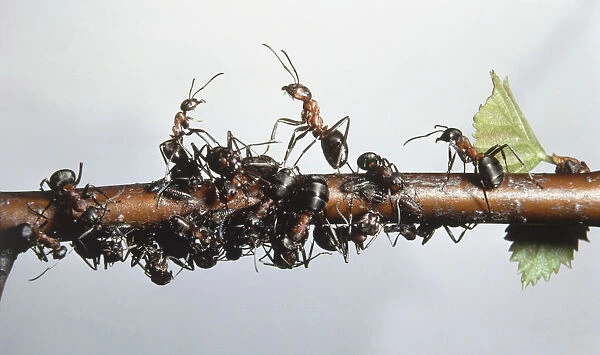 Colony of Wood Ants (Formica sp. ) gathering on a branch