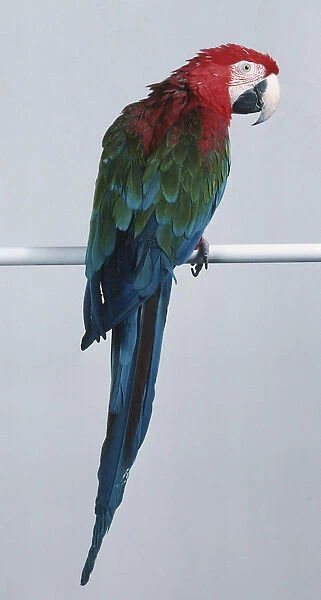 Colourful macaw perched on horizontal bar, side view