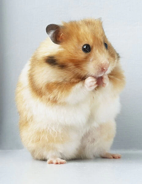 Fluffy syrian hamster close up face Stock Photo