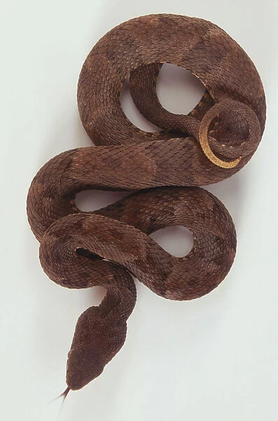 Common Lancehead, Bothrops atrox, above view of a Fer de lance coils around itself and flicks its tongue