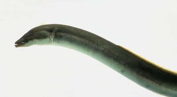 Conger Eel (Conger conger), close-up, side view