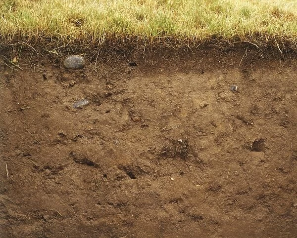 Cross-section of soil underneath lawn