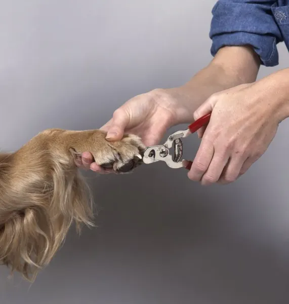 Cutting a Golden Retrievers nails using nail clippers