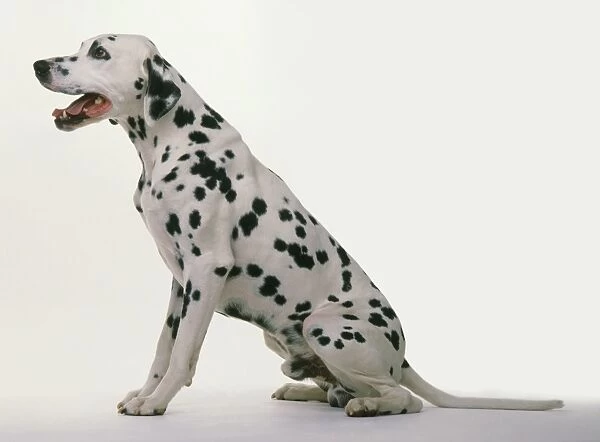 Dalmatian dog, sitting, side view