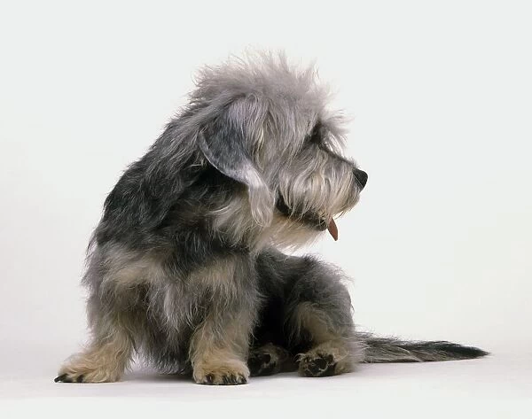 Dandie Dinmont Terrier, looking away