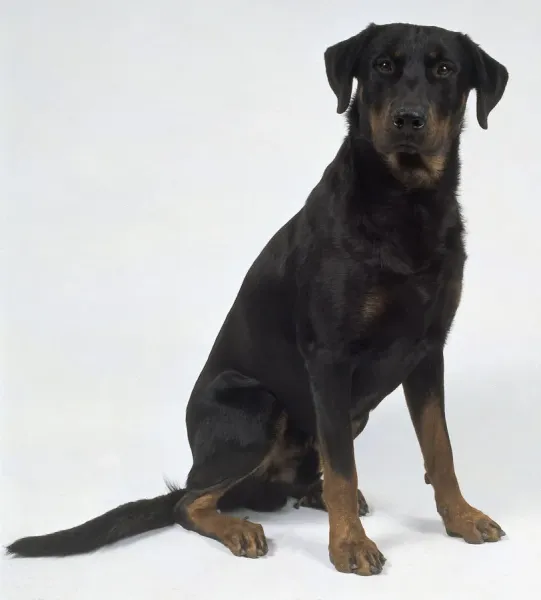 Dark Coloured Beauceron Dog Art Prints, Posters Puzzles