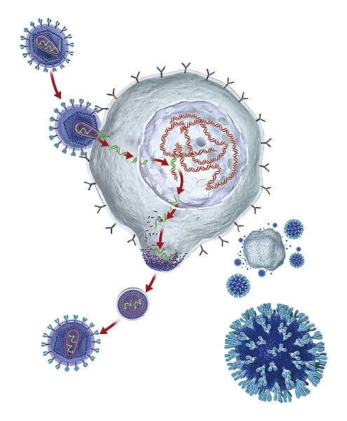 Diagram of HIV particles entering human cell and spreading