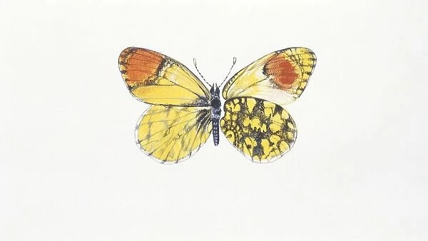 Eastern Orange Tip (anthocaris damone), illustration