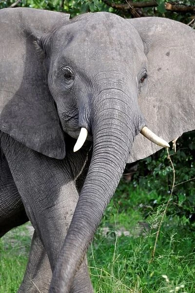 Elephant. Moremi National Park. Botswana
