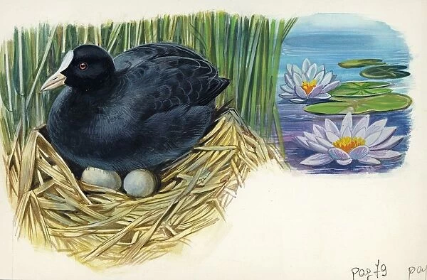 Eurasian Coot Fulica atra warming eggs in the nest, illustration