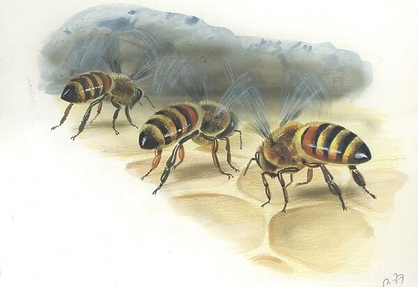 https://www.mediastorehouse.com/p/617/european-honey-worker-bees-apis-mellifera-storing-9461991.jpg.webp