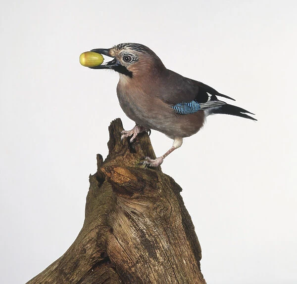 European Jay (Garrulus glandarius) with a nut in its beak, side view