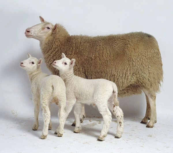Ewe with two Lambs, looking away
