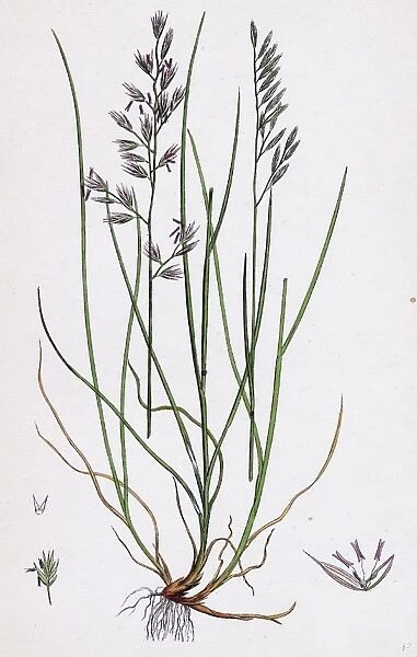 Festuca duriuscula; Hard Fescue-grass