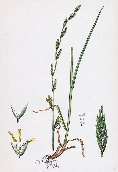 Festuca pratensis, var. loliacea, Meadow Fescue-grass, var. B