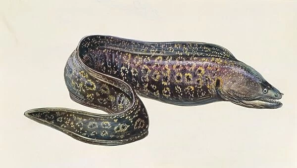 Fishes, Bony fishes, Anguilliformes, Muraenidae, Mediterranean moray eel Muraena helena, illustration
