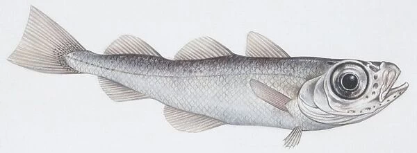 Fishes: Gadiformes - Silvery cod (Gadiculus argenteus argenteus), illustration